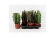 Euphorbia trigona mix 