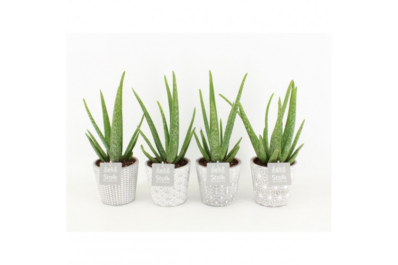 Aloe vera in star pot 