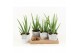 Aloe vera in star pot 