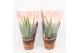 Aloe vera in desert hoes 