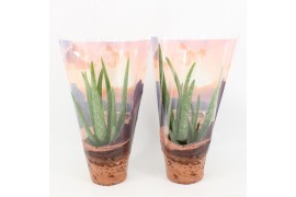 Aloe vera in desert hoes