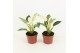 Philodendron white wave 