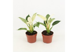 Philodendron white wave