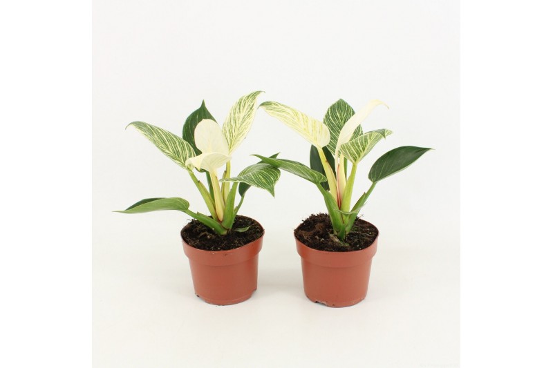 Philodendron white wave 