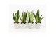 Sansevieria trifasciata futura superba in star pot 