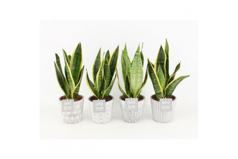 Sansevieria trifasciata futura superba in star pot 