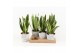 Sansevieria trifasciata futura superba in star pot 