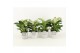 Philodendron in star keramiek 