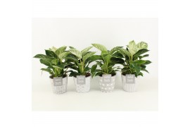Philodendron in star keramiek