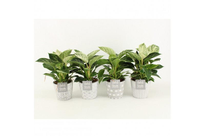 Philodendron in star keramiek 
