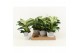 Philodendron in star keramiek 