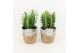Euphorbia trigona in basket 