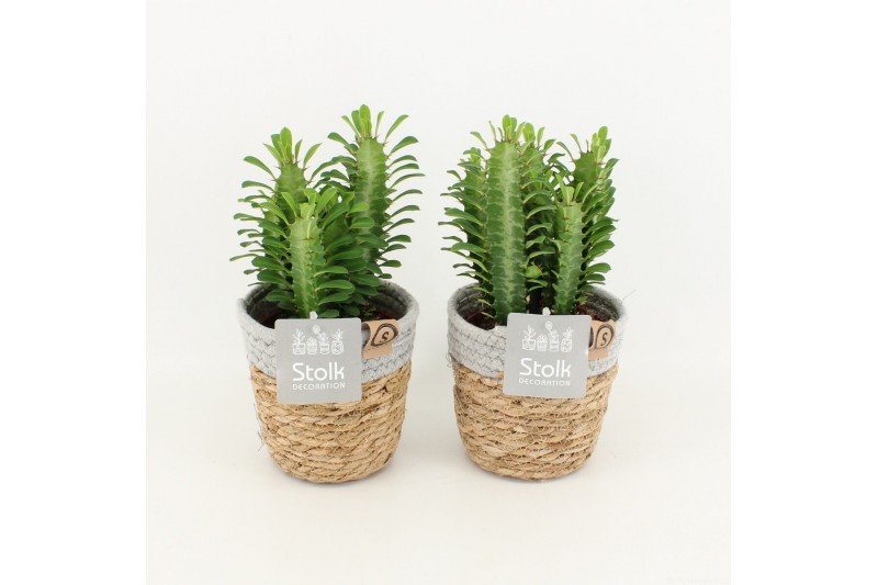 Euphorbia trigona in basket 