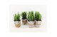Euphorbia trigona in basket 