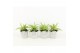 Chlorophytum comosum variegatum in star pot 