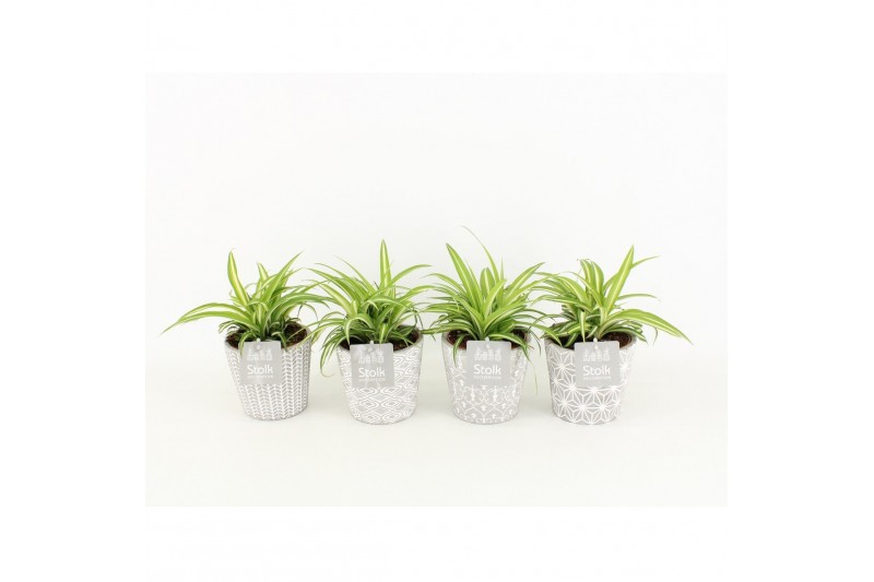 Chlorophytum comosum variegatum in star pot 