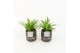 Chlorophytum lemon in maya pot 