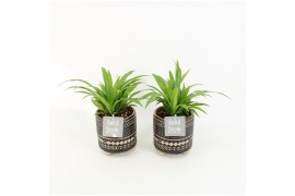 Chlorophytum lemon in maya pot