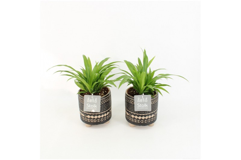 Chlorophytum lemon in maya pot 