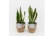Sansevieria trifasciata futura superba in basket 