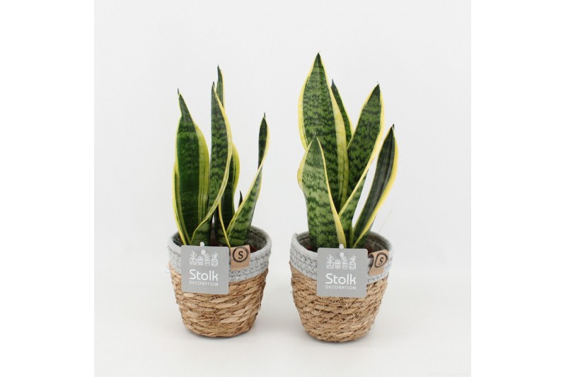Sansevieria trifasciata futura superba in basket 