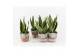 Sansevieria trifasciata futura superba in basket 