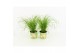 Cyperus alternifolius zumula milkshake potcover 