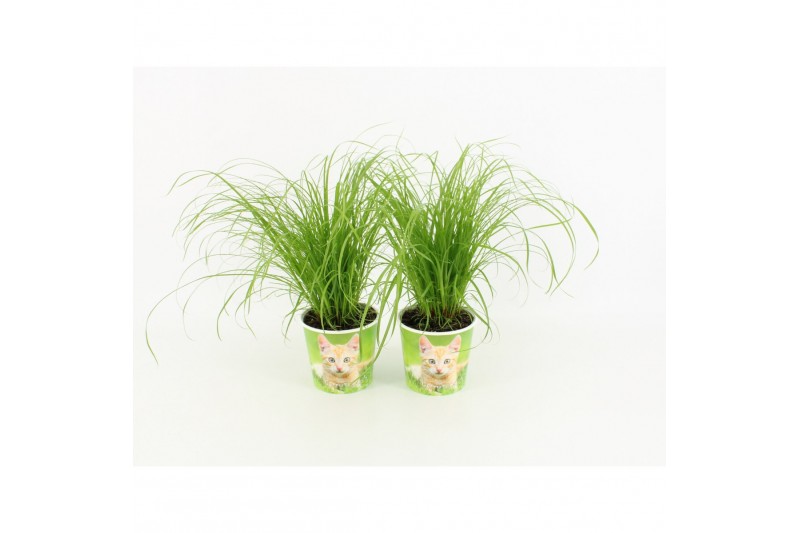 Cyperus alternifolius zumula milkshake potcover 