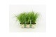 Cyperus alternifolius zumula milkshake potcover 