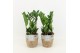 Zamioculcas zamiifolia in basket 