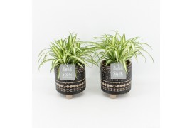 Chlorophytum comosum variegatum in maya pot