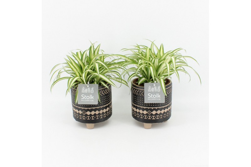 Chlorophytum comosum variegatum in maya pot 