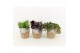 Kamerplanten mix groen in basket 