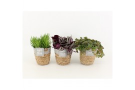 Kamerplanten mix groen in basket