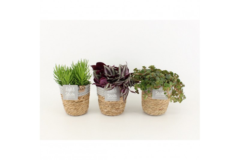 Kamerplanten mix groen in basket 