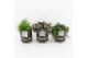 Kamerplanten mix groen in maya pot 