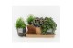 Kamerplanten mix groen in maya pot 