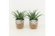 Aloe arborescens in basket 