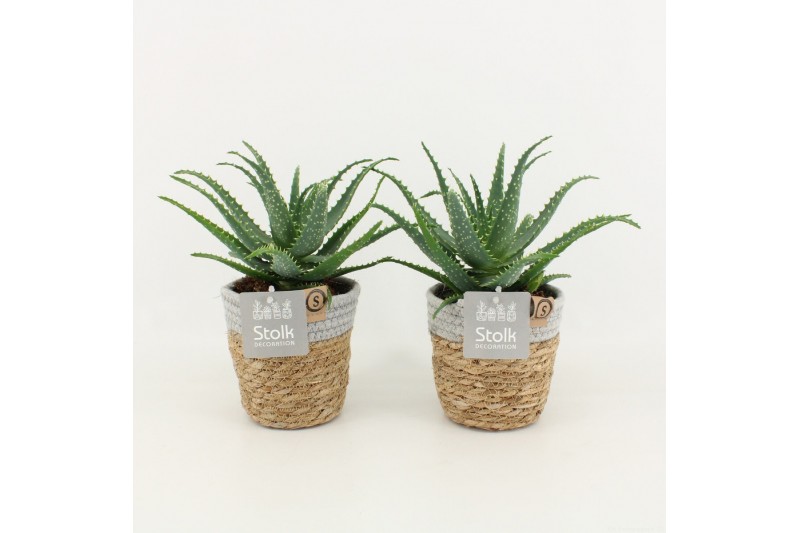 Aloe arborescens in basket 