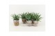 Aloe arborescens in basket 
