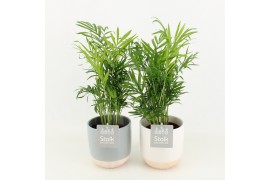 Chamaedorea elegans in emily keramiek