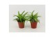 Chlorophytum mix 