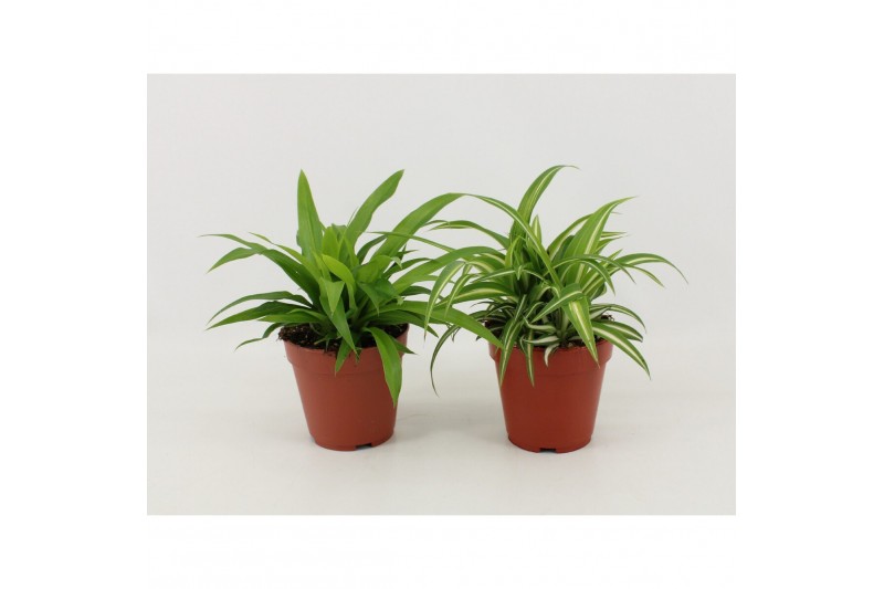 Chlorophytum mix 