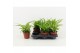 Chlorophytum mix 