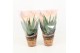 Aloe arborescens in desert hoes 
