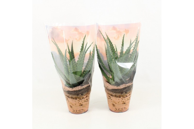Aloe arborescens in desert hoes 