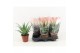 Aloe arborescens in desert hoes 