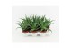 Aloe arborescens 