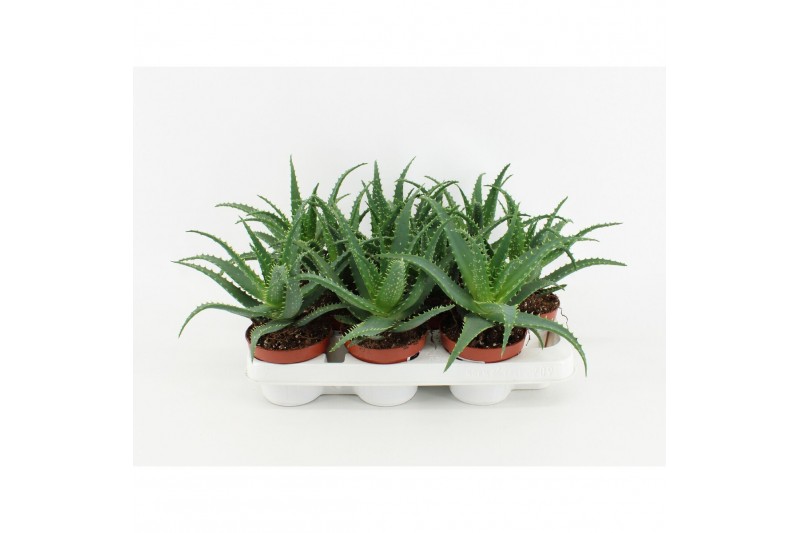 Aloe arborescens 