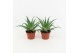 Aloe arborescens 